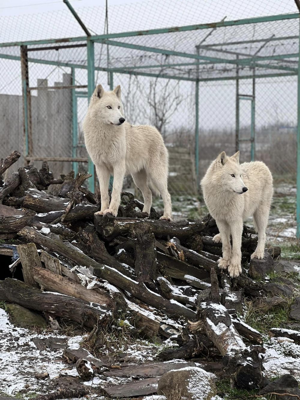 Бели полярни вълци