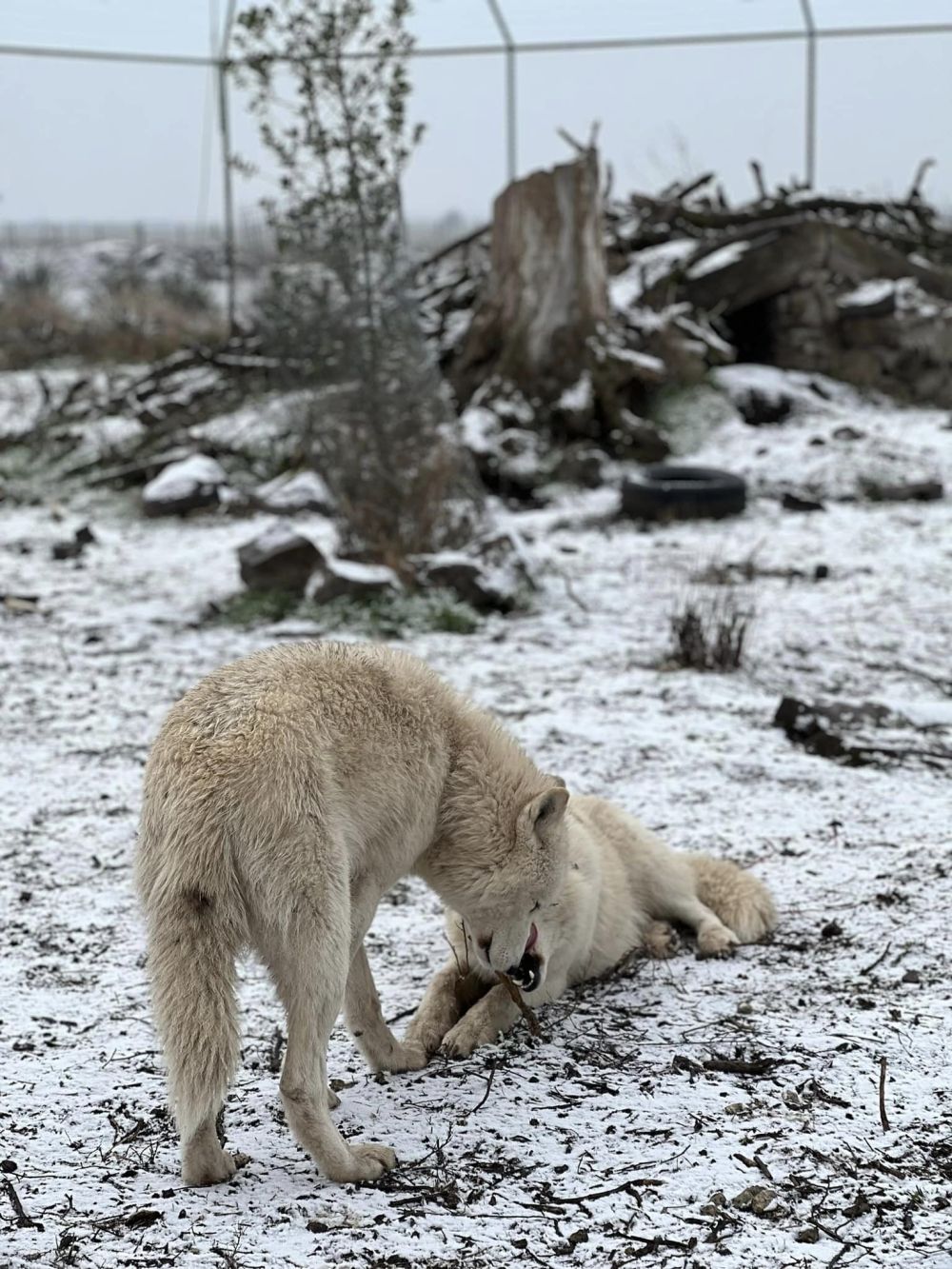 Бели полярни вълци