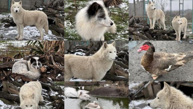 Любима зима: Вълшебни кадри на животните в зоопарка в Бургас (ГАЛЕРИЯ)