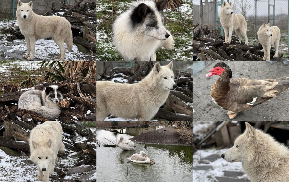 Красивите полярни животни в зоологическата градина в Бургас
