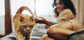 Как да си върнем обратно доверието на котката