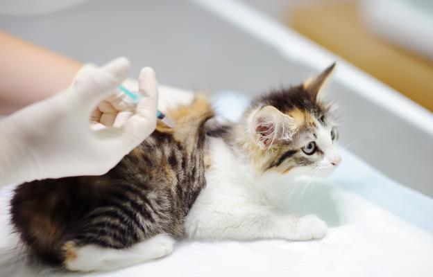 поставяне на ваксина на котка
