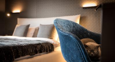 котка в хотел