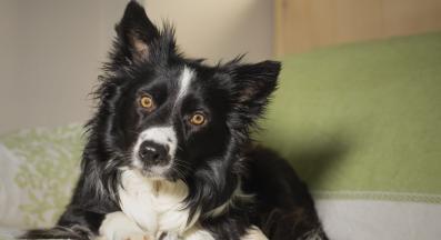 куче играчки