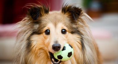 куче играчки