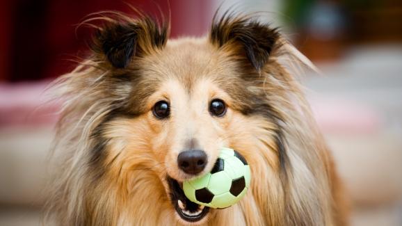 5 чести грешки, които правите с играчките на кучето си