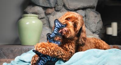 куче играчки