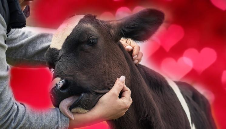 крава - ПРИЗИВ ЗА СВЕТИ ВАЛЕНТИН: Прегръщайте крави!