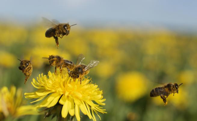 А вие знаете ли каква скорост развиват пчелите?