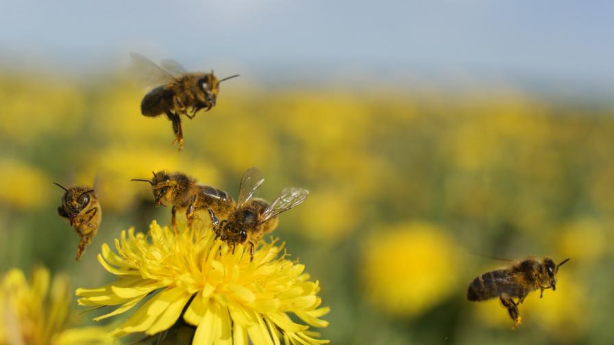 А вие знаете ли каква скорост развиват пчелите?