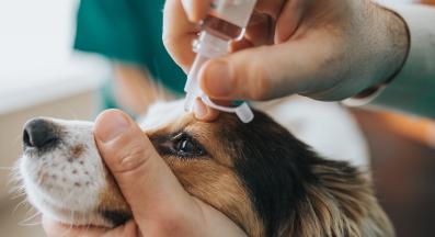 капки за очи