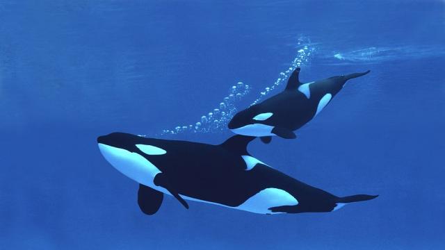 Дет метъл спира атаките на косатки