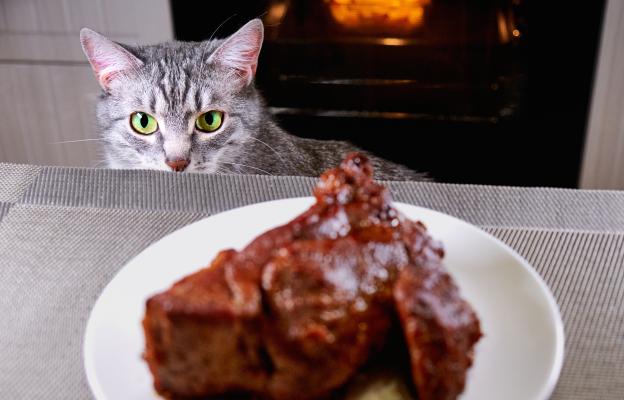 котка и месо