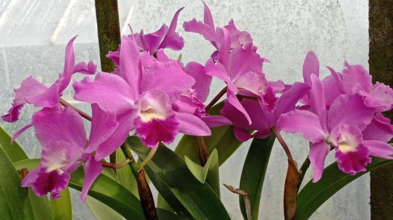 Ботаническата градина  на БАН показва нови орхидеи