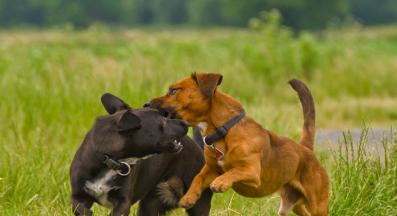 кучета парк