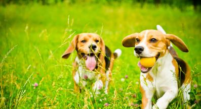 кучета парк