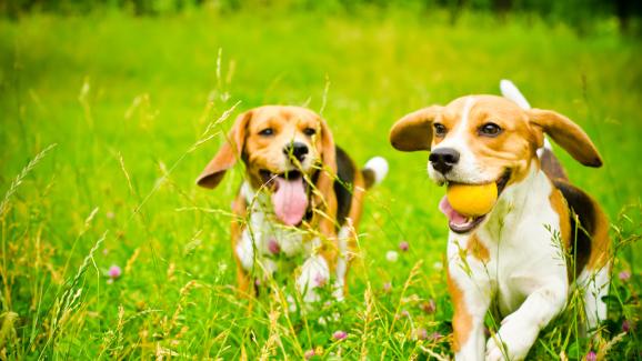 кучета парк