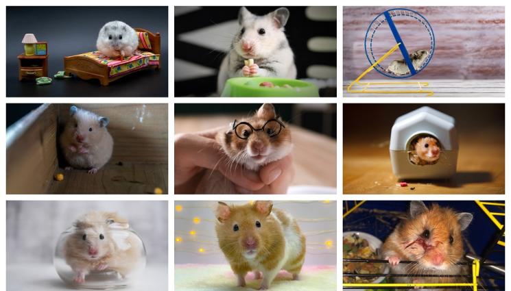 а - Топ 10 факти: Хамстерите са непоправими гладници