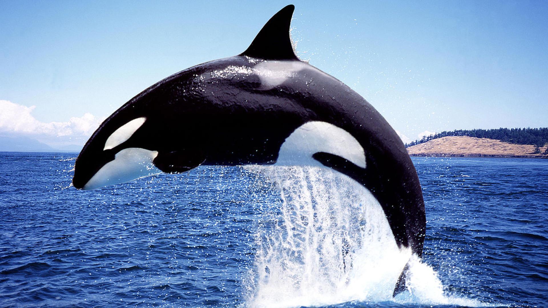 Цунами вълни предизвикани от мощно земетресение край източното крайбрежие на