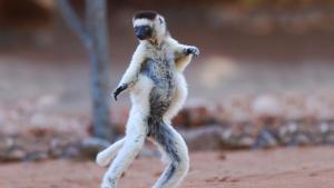 Критично застрашен примат известен като танцуващ лемур заради начина си