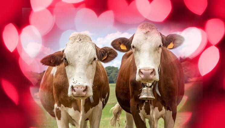 крави - ЗАДЕН: Без прегръдки с крави на Свети Валентин