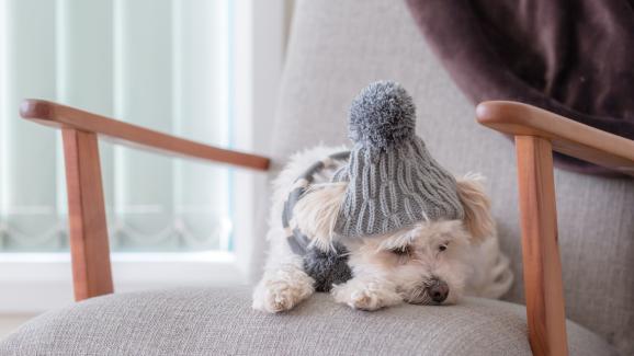 Основни съвети при грижата за кучетата през студените месеци