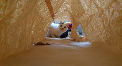 котка играе у дома