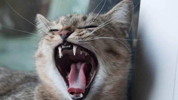 Колко зъби имат котките и за какво служат