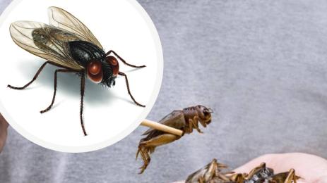 муха насекоми