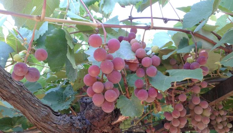 грозде - Агро Телеграф: Подрязват стресово за силна реколта