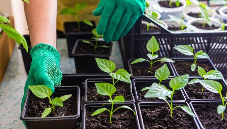 разсад - Агро Телеграф: Сеченето на разсада поразява за нощ