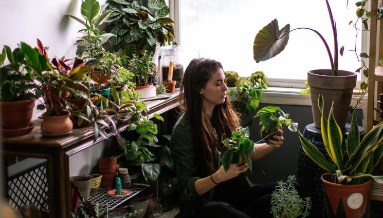 растения - Агро Телеграф: Разбиха мита, че растенията пречистват въздуха