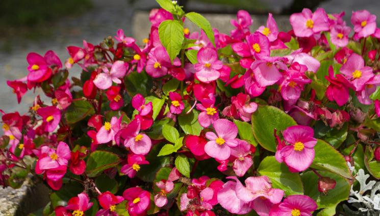 бегония - Агро Телеграф: Бегонията – първата приятелка на Баба Март