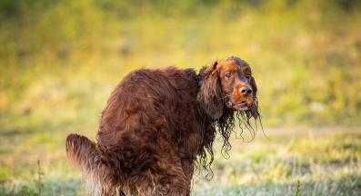 куче изхождане