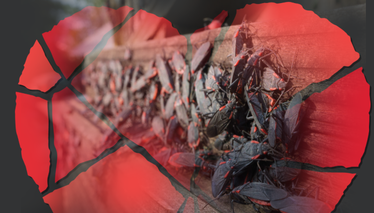 насекоми - ЗА СВЕТИ ВАЛЕНТИН: Кръщаваме насекомо на бившо гадже