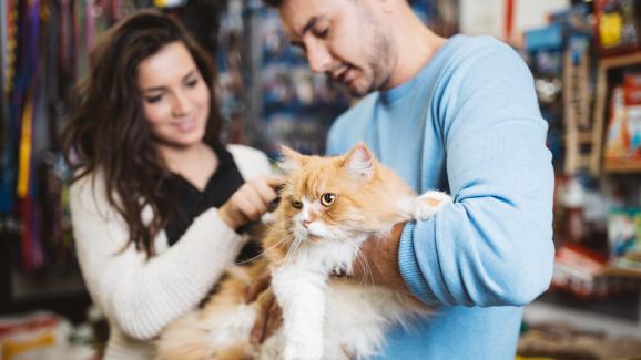 12 съвета как да спестим пари в отглеждането на котката