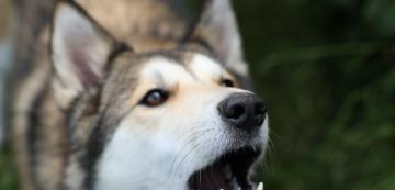 5 възможни причини защо кучето ви не спира да лае
