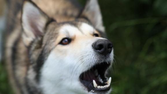 5 възможни причини защо кучето ви не спира да лае