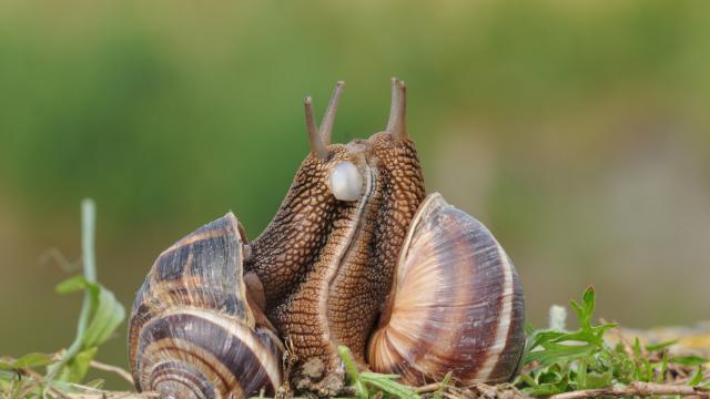 Странните ритуали за ухажване при животните: Паяците танцуват, мишките пеят