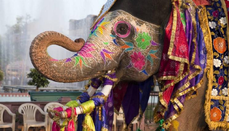 слон - Влюбени пощурях по венчавки на гърба на слон за Св. Валентин (СНИМКИ+ВИДЕО)