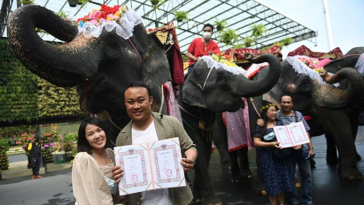 сватба слон Тайланд