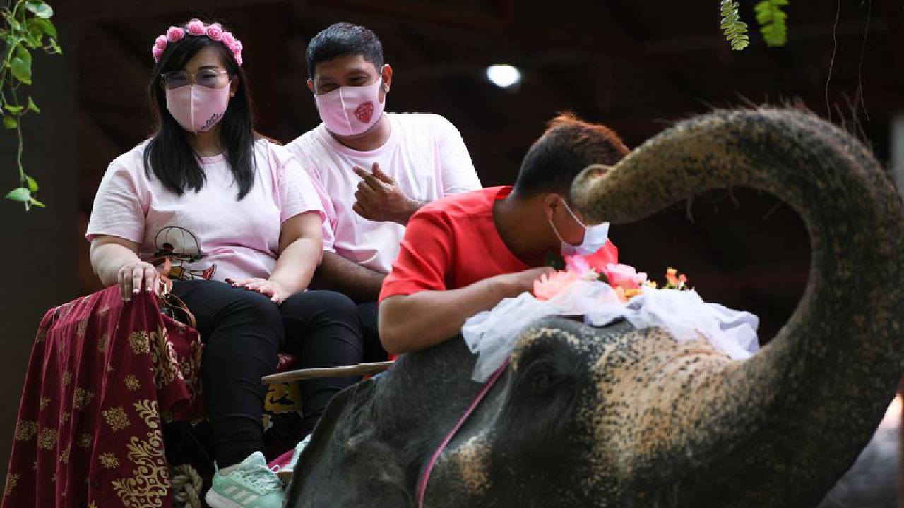 сватба слон Тайланд