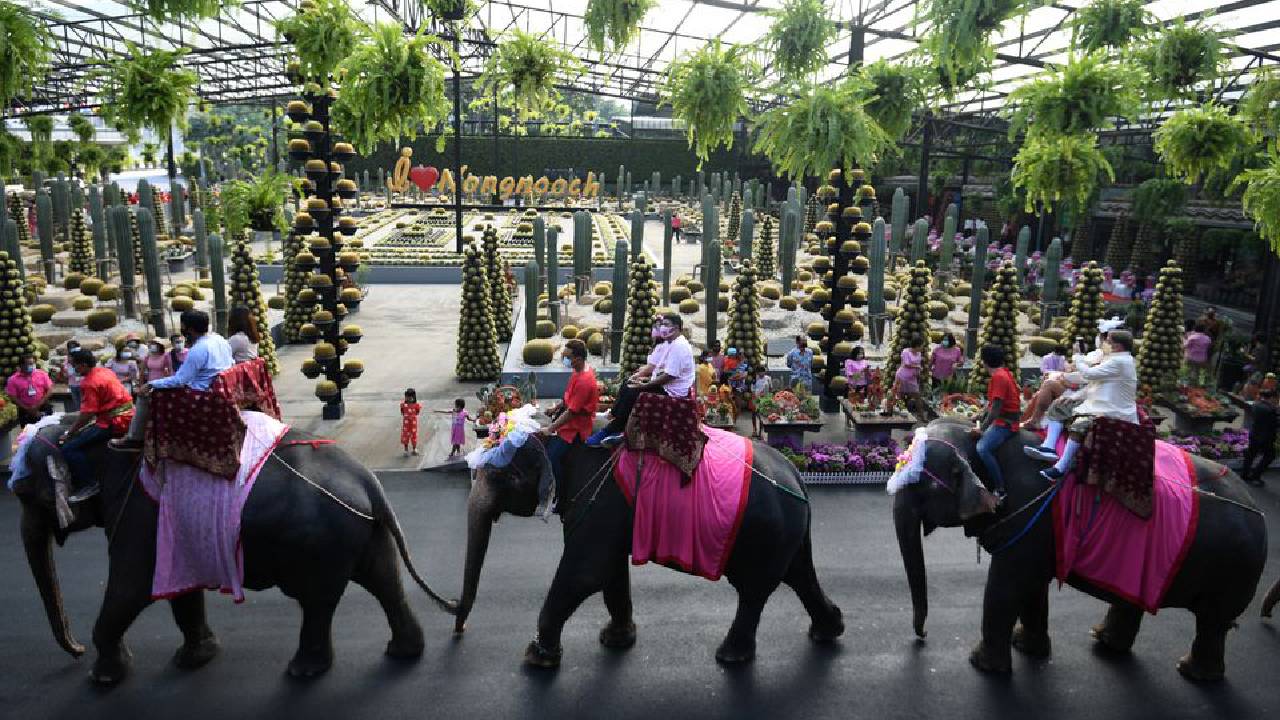 сватба слон Тайланд