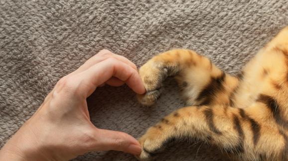 Какво казва науката - котките изпитват ли любов