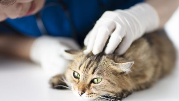 6 съвета как да направите посещенията при ветеринар по-малко стресиращи за котките