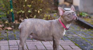 куче бременност