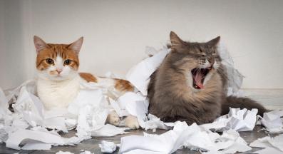 котка у дома пакост