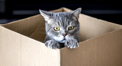 котка играе