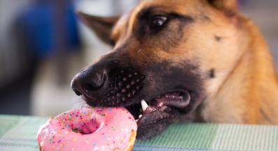 Немска овчарка