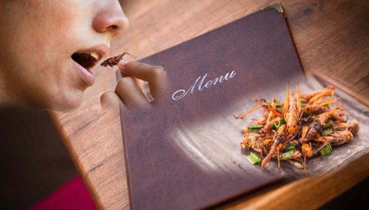 насекоми - Насекомите в менюто - задължително изписани на български език